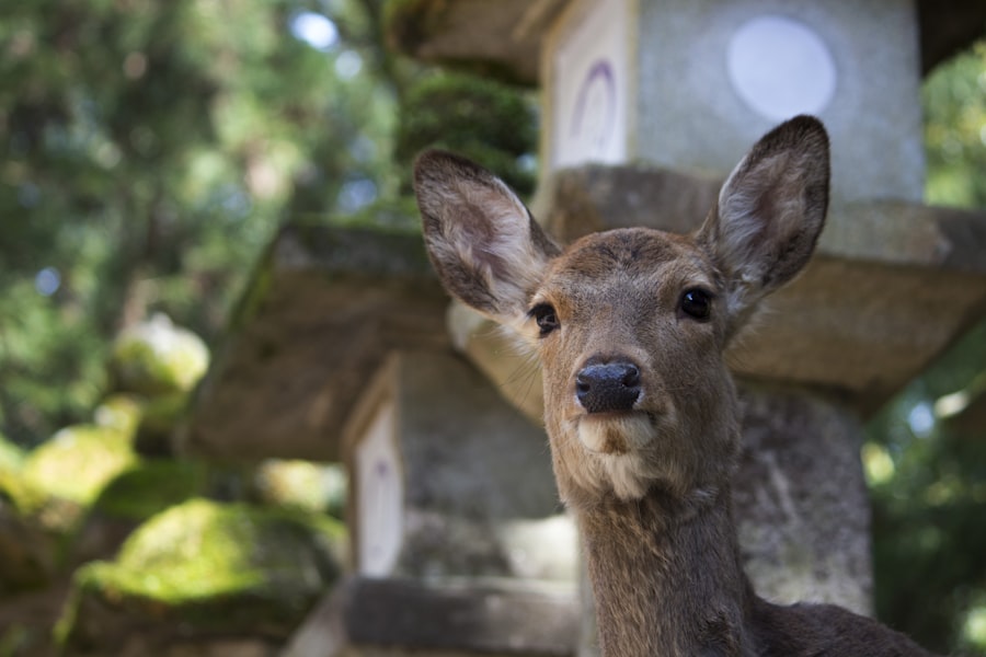 Фото тура: Нара